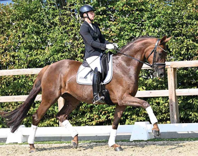 Baileys Krack van het Klaverhof (by Bonds x Romanov x Krack C) :: Photo © OLD Art