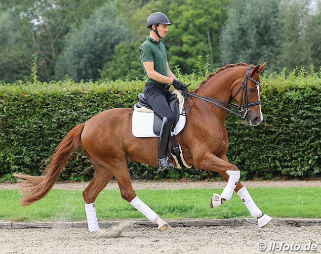 Vampyro (by Vitalis x Furst Heinrich x Rubinstein) :: Photo © LL-foto