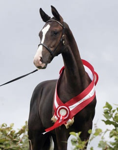 Noble Art, the 2005 Danish Warmblood Foal Champion
