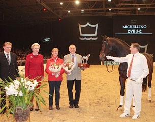 Michellino at the 2011 Danish Warmblood stallion licensing :: Photo © Ridehesten