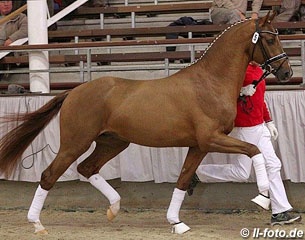 Borsalino Champion of the 2014 Westfalian Stallion Licensing