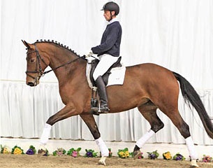 Darliera :: Photo © Tammo Ernst